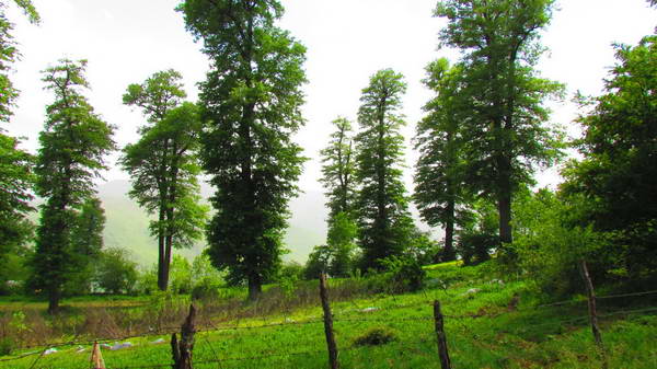 Afratakhteh forest