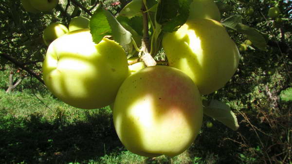 Apple orchards in Khafr Village