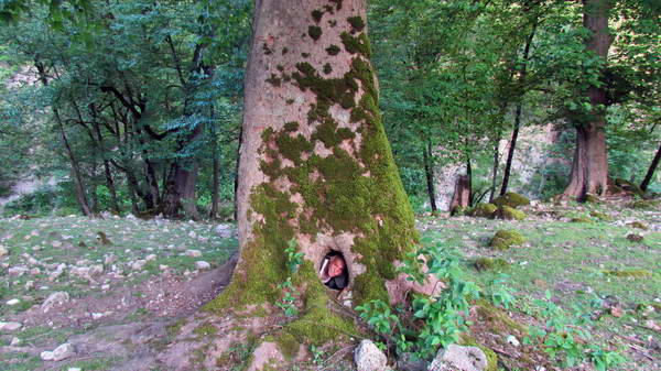 In Kojur to Sisangan Hyrcanian forest