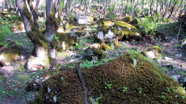 In Kojur to Sisangan forest