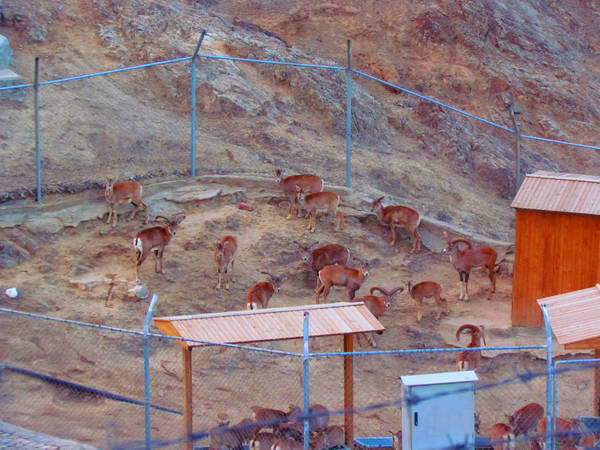 A small Zoo Park at the foots of Sofeh Mountain, Isfahan