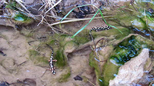 Emperor salamanders on the way to Shevi Waterfall