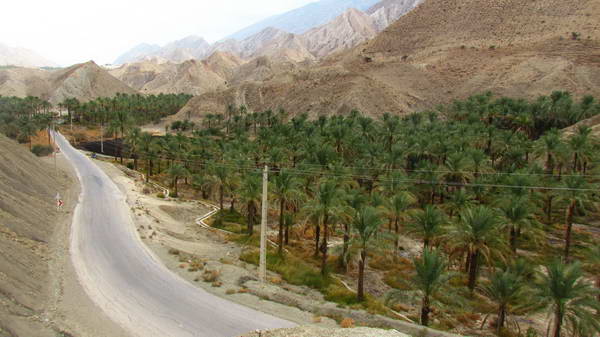 Palm groves in Khaiez region, Bushehr