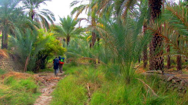 Palm groves in route to Benyon spring in foot of Beyrami mountain
