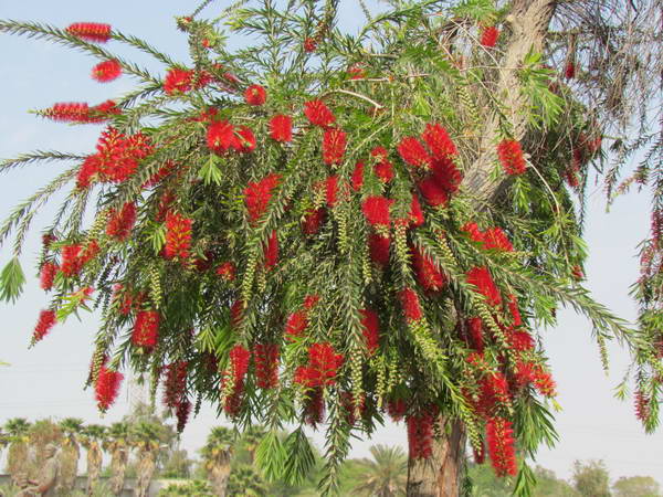 Flowers of the tropics in Ahvaz