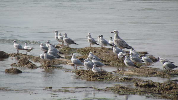 Migratory birds at Karun River, Ahvaz