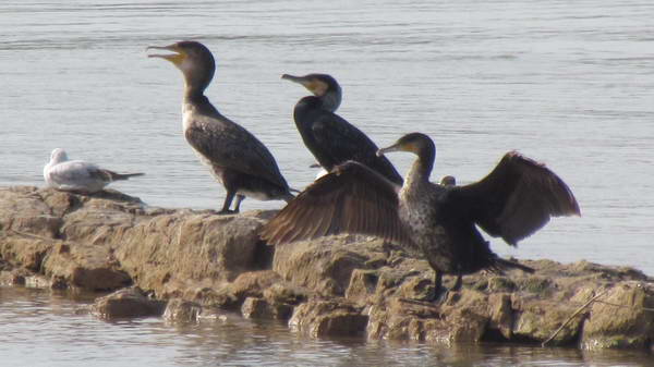 Migratory birds at Karun River, Ahvaz
