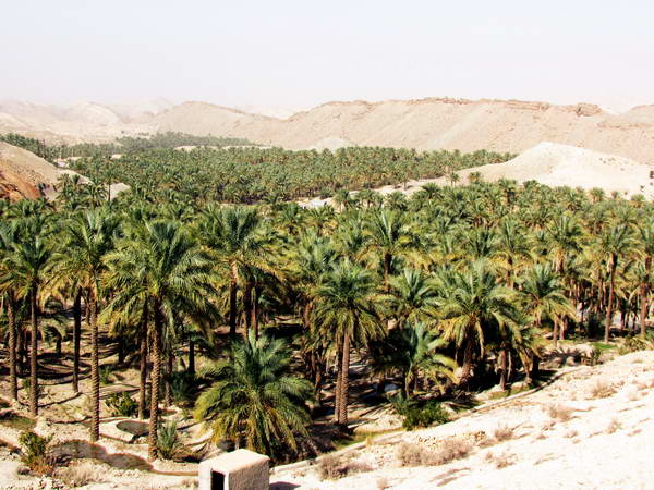 Large palm groves in Khaiez region, Bushehr