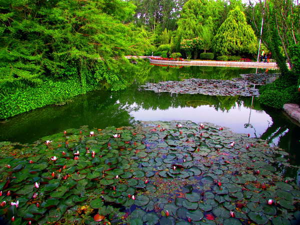Lotus flowers in a beautiful lake in Isfahan Flowers Garden