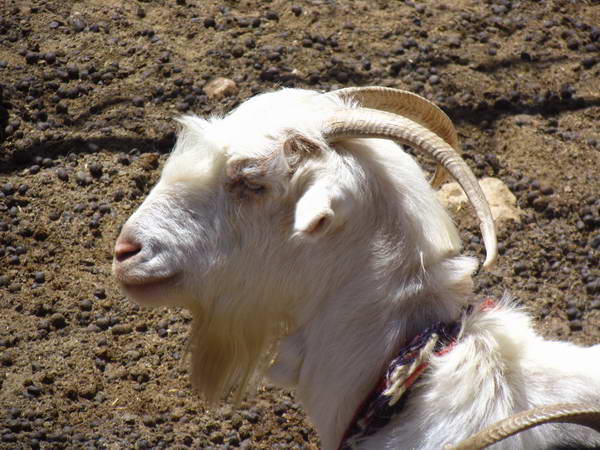 Goat - bakhtiari region