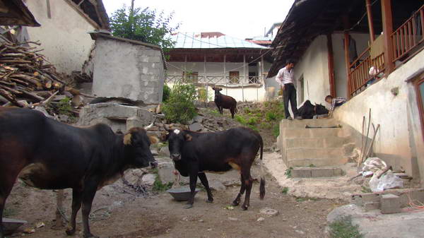 In Jamaleddin Kola Village