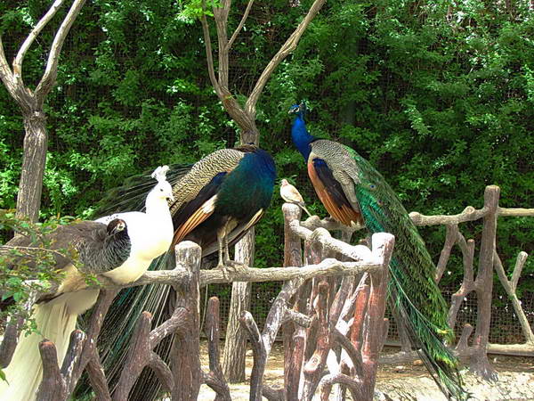 Isfahan Birds Garden