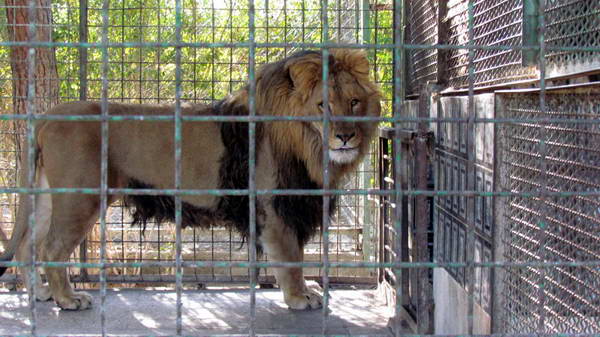 A lion in Vakil Abad Zoo