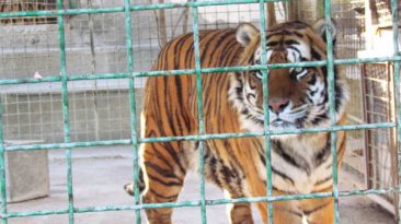 A famous tiger in Vakil Abad Zoo