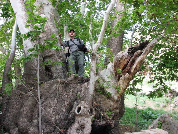 An old tree in Dashtak region