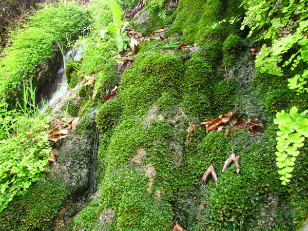 The nature around Landi Waterfall