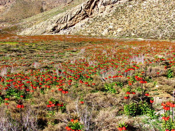 Darreh Bid Plain of Overturned Tulips