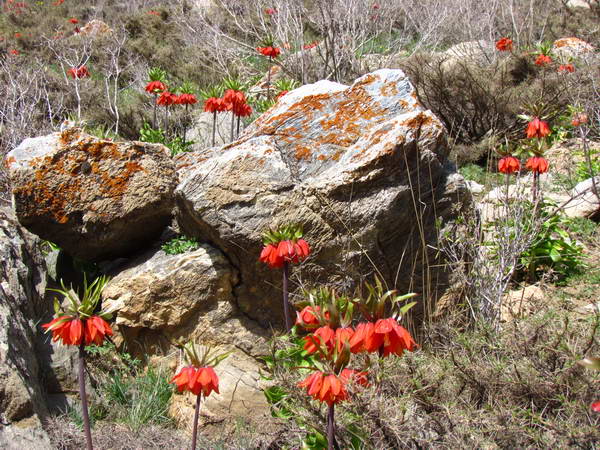 Plain of overturned tulips in the slops of Golestan Mountain