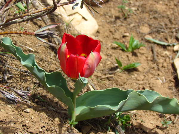 Wilde Tulips