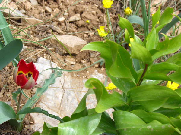 Plain of Golestan Kuh Overturned Tulips, Khansar