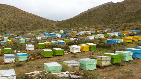 Beekeeping in the flower plains of Khansar