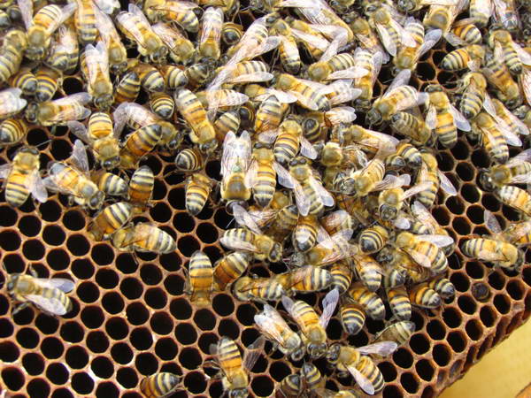 Beekeeping in the flower plains of Khansar