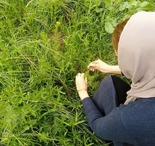 tying grass in Sizadah Be Dar Day