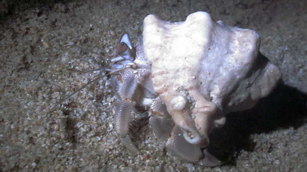 crabs in Hendorabi Island shores