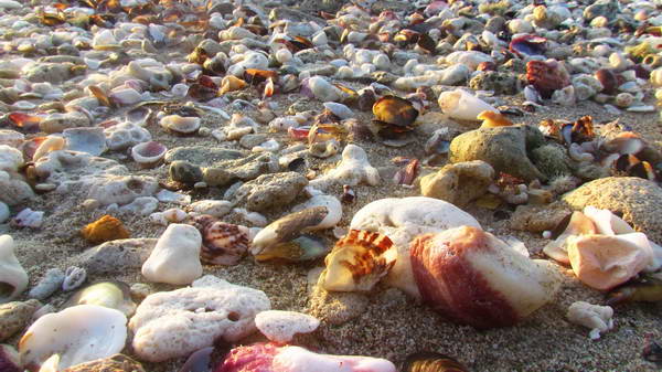Oysters on the beach, Hendorabi Island