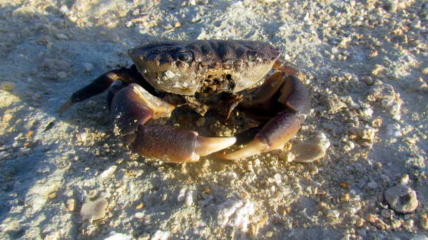 crabs in Hendorabi Island shores