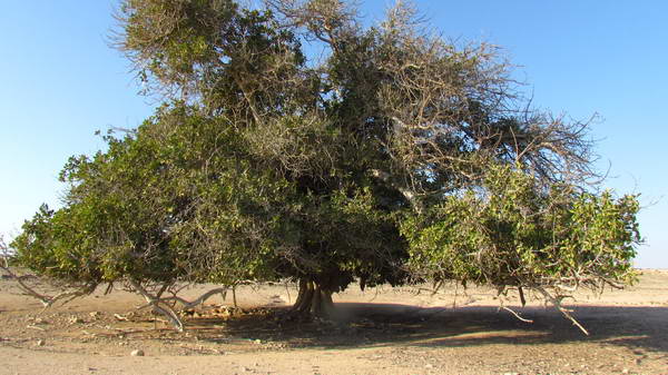 A Sacred fig tree in Hendorabi Island