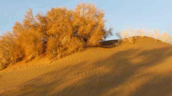 Mesr desert, Tamarisk trees