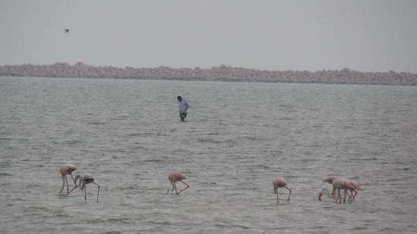 Flamingos in the shores of Bandar Abbas, in winter season