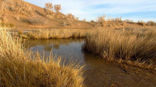 Reeds beside a waterway in heart of sandy desert, 6 kilometers far from Mesr village