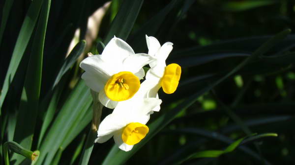 Narcissus, daffodil