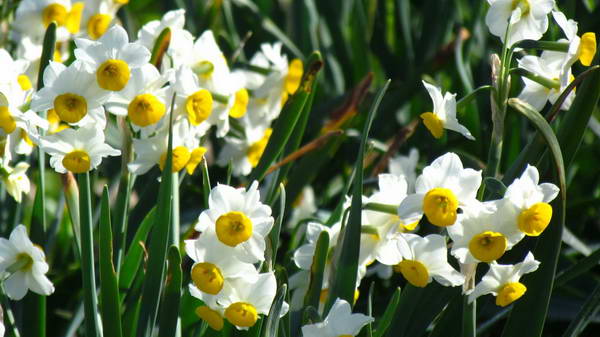 Narcissus, daffodil