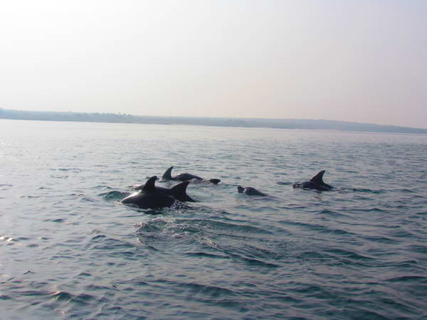 Dolphins around Hengam Island