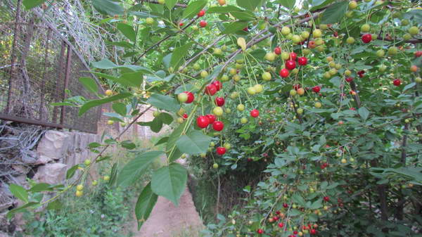 Cherries trees, Nesa Bala village, Taleghan