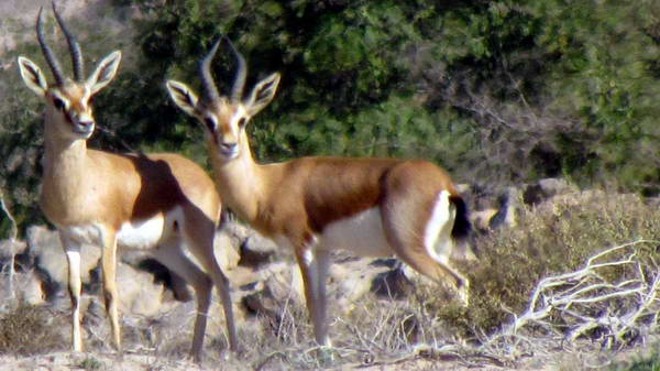 Iranian deers (Jubair or gazelle) in Hengam Island