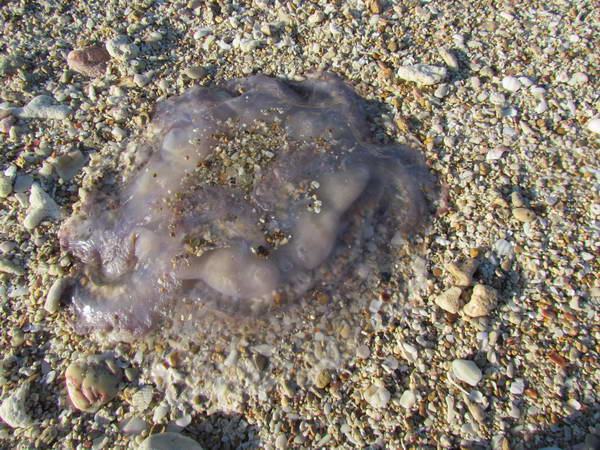The carcass of a jellyfish, Hengam Island