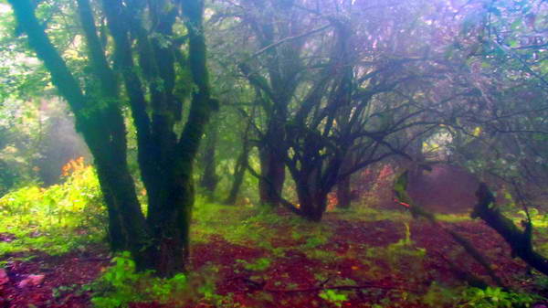 Alimestan Forest, Mazandaran. eerie and scary