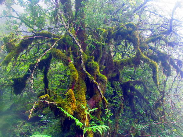 Alimestan Forest, Mazandaran. eerie and scary