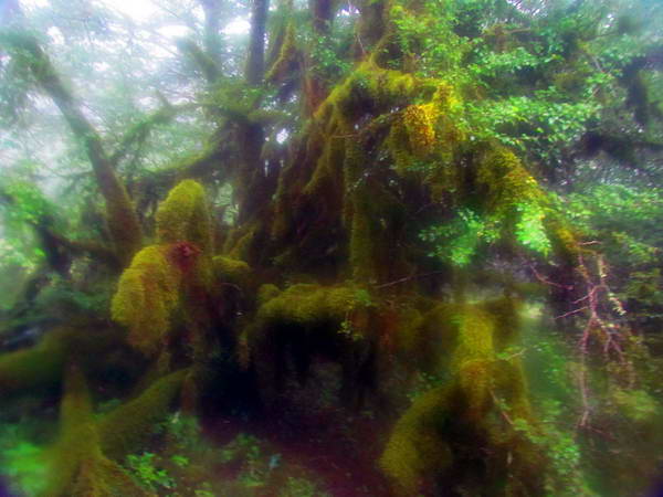 Mossy trees in Alimestan Forest, Mazandaran