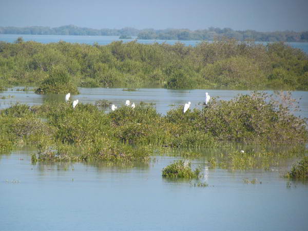Mangrove forests of Qeshm, Habitat of migratory birds