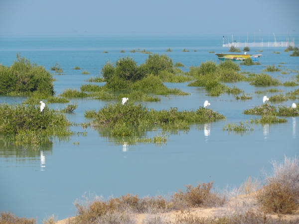 Mangrove forests in north shores of Qeshm island