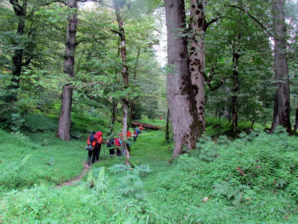 The forest of Kelardasht along the Sardab Rud