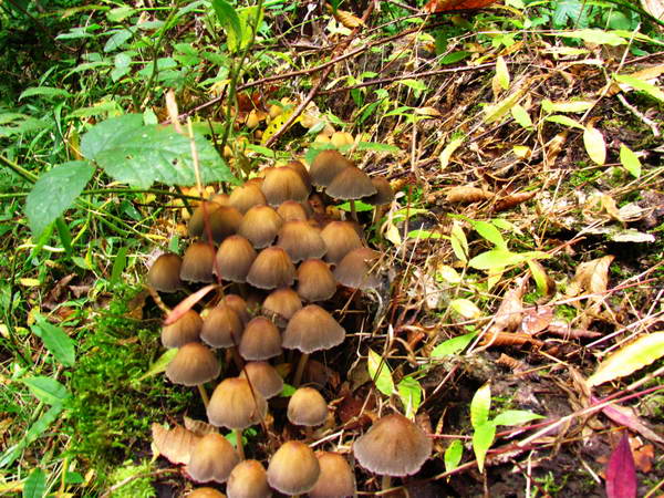 Mushrooms, Farakhin Wetland Lake in Nowshahr Heights