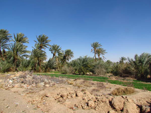 The groves and gardens around Ordib village