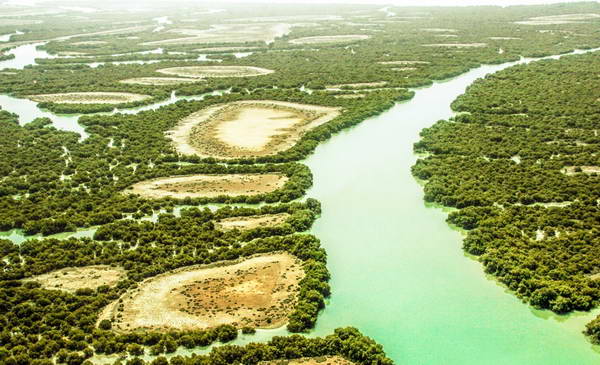 Mangrove forests in Qeshm, a biosphere reserve in UNESCO reserve, registered in UNESCO