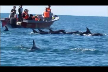 Sea dolphins around Hengam Island